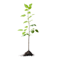A healthy tree sapling with visible roots growing against a clean transparent background, Tree sapling or seedling with visible root against on transparent backgroundfile png