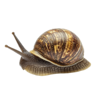 This isolated snail rests on a bright transparent surface, revealing its intricate shell patterns and soft, slimy body, Snail isolated on transparent background png