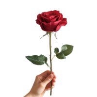 A hand gently holds a vibrant red rose against a plain transparent background for a timeless display of beauty, Single Red Rose Held in Hand on transparent background png