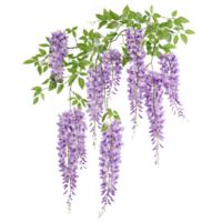Beautiful hanging purple wisteria flowers cascading elegantly from a lush green branch, branch of beautiful hanging purple wisteria flowers, file of isolated object on transparent background png