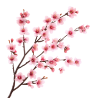 Delicate sakura tree branch with blooming pink flowers against a bright transparent background, sakura tree branch flower isolated on transparent background png