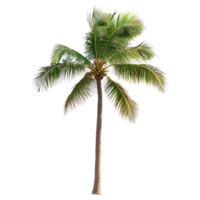 Lone palm tree standing tall against a bright transparent background in a serene tropical landscape, Palm tree isolated transparent background png