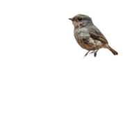 A bird stands guard in its nest atop an old tree branch against a clear transparent backdrop, A bird in a nest on an old tree branch on a transparent background png