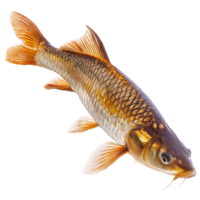 Vivid carp fish isolated on a transparent background showcasing its shimmering scales and vibrant colors, Carp fish isolated on transparent background png