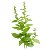 Holy basil isolate with vibrant green leaves on a pristine transparent background for botanical study, Holy basil leaf isolated on transparent background png