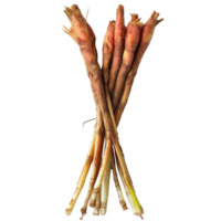 Fresh fingerroot kaempfer boesenbergia arranged on a clean transparent background ready for culinary use, Fingerroot, Kaempfer, Boesenbergia in on transparent background png