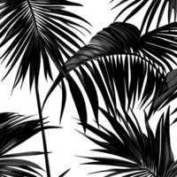 Black palm tree leaves contrasting against a crisp transparent background in a minimalist design, black leaves of palm tree on transparent backgroundfile png