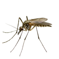 Closeup view of a mosquito on a transparent background highlighting its intricate details and anatomy, mosquito colis on transparent backgroundfile png