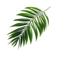 Green palm tree leaf casting shadows on a transparent background in a natural setting, green leaf of palm tree with shadow on transparent background file png