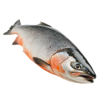 Fresh salmon fish isolated on a clean transparent background for culinary presentation or food photography, Salmon Fish Isolated on transparent background png
