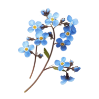 Delicate forgetmenot flowers isolated on a clean transparent background for a beautiful floral display, forget me not flowers isolated on transparent background png