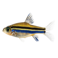 Zebra danio fish swimming gracefully in isolation against a clean transparent background, zebra danio fish, isolated transparent background png