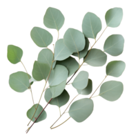 Eucalyptus leaves arranged elegantly on a clean transparent background showcasing their natural beauty and unique textures, Eucalyptus leaves on a transparent background png