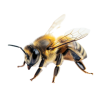 A closeup of a vibrant bee on a transparent background showcasing intricate details of its anatomy, macro shot of a bee isolated on transparent background png