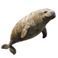 A lone sea cow gracefully swims in an isolated transparent background environment, a sea cow isolated on transparent background png