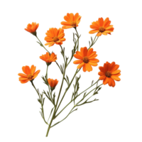 Vibrant orange flowers with green stems isolated on a transparent background capture the essence of natures beauty, orange flowers isolated on transparent background png