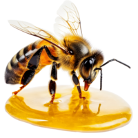 A bee collecting honey from a pool of golden nectar on a transparent background, bee and its honey, isolated, transparent background png