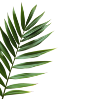 Lush tropical palm leaf elegantly displayed on a minimalist picture frame against a soft transparent background, tropical nature green palm leaf on picture frame on transparent background png