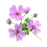 Beautiful geranium flowers in soft pink hues isolated against a clean transparent background for floral decoration or design, geranium flowers isolated on transparent background png
