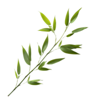 Bamboo leaves elegantly arranged against a clean transparent background showcasing natures beauty, bamboo leaves on transparent background png