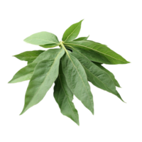 Fresh cassava leaves on a transparent background showcasing their vibrant green color and texture for culinary uses and health benefits, Cassava leaves vegetable food ingridient transparent background png