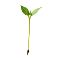 Fresh green sprout emerging from soil against a clean transparent background, symbolizing new growth and vitality, sprout on transparent background png