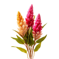 Vibrant celosia flowers in warm hues arranged elegantly against a clean transparent background, vibrant celosia in style, isolated on a transparent background for design layouts png