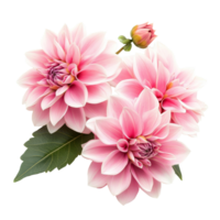 Dahlia flowers in soft pink hues arranged thoughtfully on a transparent background capturing their delicate beauty and intricate petals, Dahlia flowers isolated on transparent background cutout png