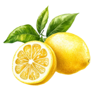 Fresh organic lemons with vibrant green leaves ready for culinary use in a sunny, natural setting, Fresh organic two lemon fruits with leaves illustration transparent background png