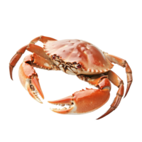 Freshly cooked crab resting on a clean transparent background, showcasing its vibrant color and texture, Fresh tasty cooked crab on a transparent background. crab png