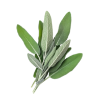 Fresh sage herb twigs isolated against a clean transparent background for culinary and aromatic uses, sage herb twig isolated on transparent background png