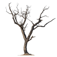 Bare, leafless tree standing alone on a transparent background, showcasing winters impact on natures beauty, pea isolated on transparent background png
