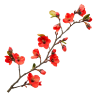 Vibrant red flowers on a transparent background highlight natural beauty and color, Branch of Red Flowers on transparent background png
