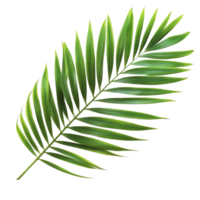 Isolated green palm leaf on transparent background showcasing natural beauty and tropical vibes for design purposes, green palm leaf isolated on transparent png