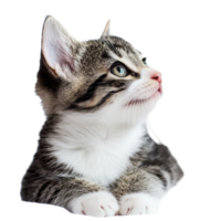 A young striped cat gazes curiously to the side against a soft, bright transparent background in a playful moment, Young cat on transparent background png