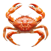 A vibrant crab showcasing intricate details, isolated on a clean transparent background for a striking visual presentation, a red crab top view isolated on transparent background png