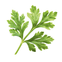 Fresh parsley leaf isolated on a transparent background showcasing its vibrant color and distinct leaf structure, Parsley leaf isolated on transparent background png