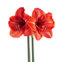 Bright red amaryllis flowers isolated on a clean transparent background showcasing their vibrant beauty, of amaryllis in , isolated on either transparent backgrounds png