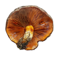 Lingzhi mushroom displayed on a clean transparent background showcasing its vibrant color and unique gills, lingzhi mushroom on transparent background png