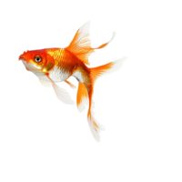 A vibrant goldfish leaps gracefully through the air above a splash of water against a transparent background, Dynamic Fish Leaping Motion transparent background png