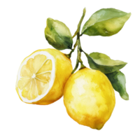 Beautiful watercolor drawing of fresh lemons with leaves on a transparent background, lemons in drawing isolated on transparent background png