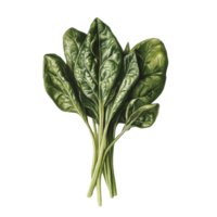 Fresh spinach leaves arranged on a transparent background showing their rich green color and texture in natural lighting, Spinach on transparent background png
