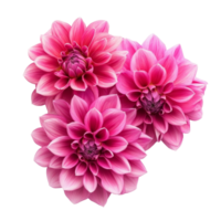 Beautiful dahlias in vibrant pink hues isolated on a transparent background showcasing their unique floral structure and intricate petal arrangement, Dahlia flowers isolated on transparent background cutout png
