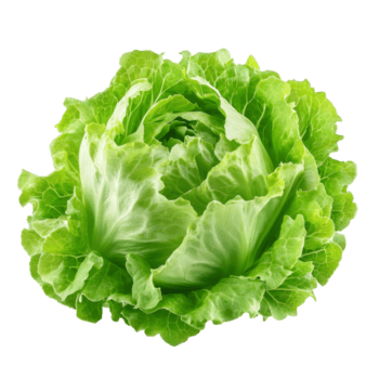 Fresco verde iceberg lechuga en un transparente fondo, exhibiendo sus vibrante hojas y crujiente textura, verde iceberg lechuga aislado en transparente antecedentes png