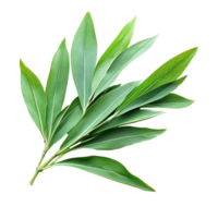 Green leaves of Kariyat or Andrographis paniculata displayed on a transparent background for herbal study, Kariyat or Andrographis paniculata green leaves isolated on a transparent background png