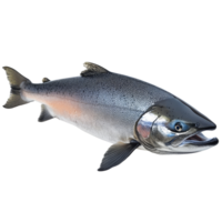 Pacific salmon fish displayed on a transparent background, showcasing its vibrant features and shape, a pacific salmon fish isolated on transparent background png