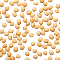Fresh soybeans scattered on a clean transparent background showcasing their natural color and texture in a simple layout, Soybeans on transparent background png