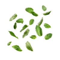 Fresh mint leaves gracefully floating in the air against a transparent background to showcase their vibrant color and texture, flying fresh mint leaves isolated png