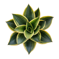 Top view of a vibrant snake plant sansevieria with striking leaves against a pure transparent background, snake plant sansevieria top view isolated on transparent background png