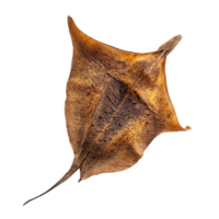 Dried stingray fish displayed against a clean transparent background for culinary and artistic purposes, Dried Stingray fish isolated on transparent background png